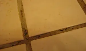 Close-up of beige tiles with visible grout cracking in a shower, showing signs of wear and tear.