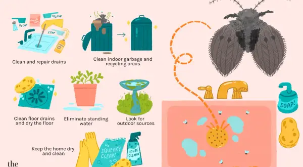Learn how to get rid of drain flies by cleaning drains, garbage areas, and eliminating standing water. Keep your home dry and clean to prevent these pests.